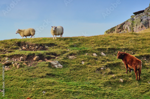 Two sheep and a cow on a grassy ridge