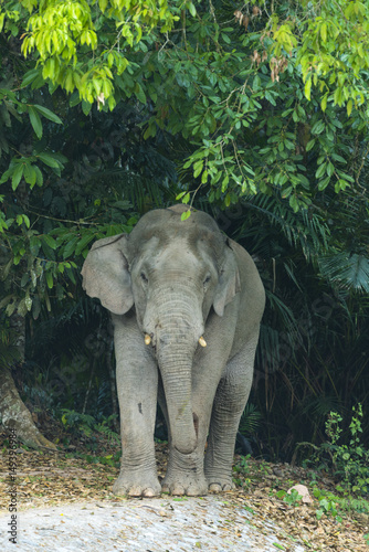 Asian elephant in Khao Yai ...