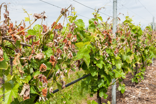 Damage on a vineyard, hit by a late frost in spring