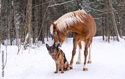 German shepherd & horse