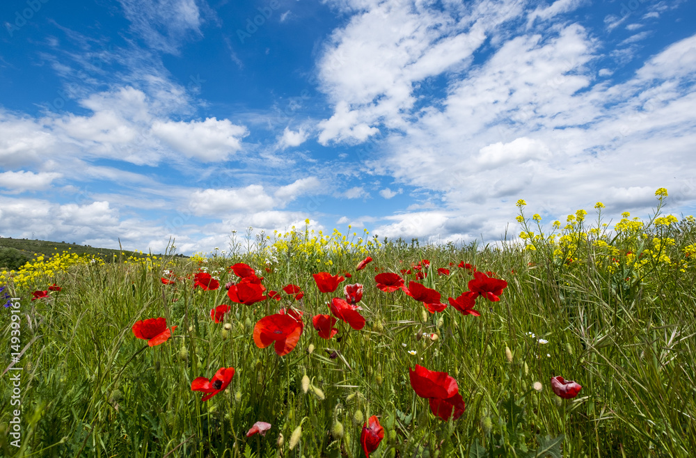 Paysage avec le champ des fleurs sauvages et de beaux nuages sur le ciel bleu.