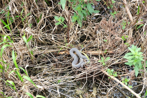 Wild snake in the Florida Everglades
