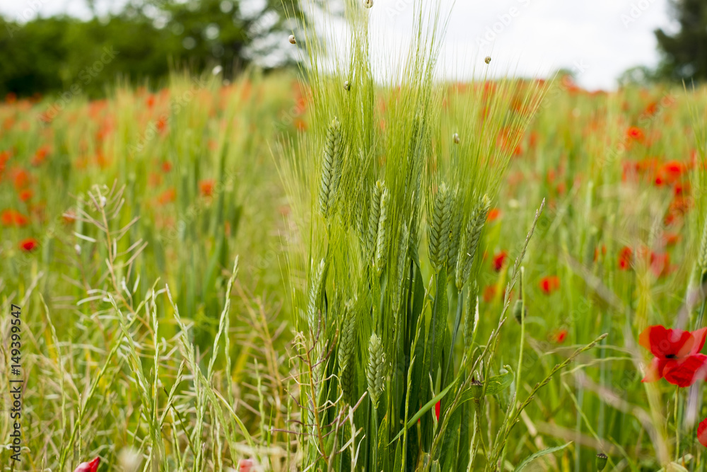 Champ de blé au printems avec des coquelicots.