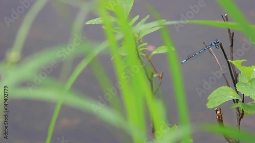 Une belle libellule bleu sur les herbages vert par une journée pluvieuse photo