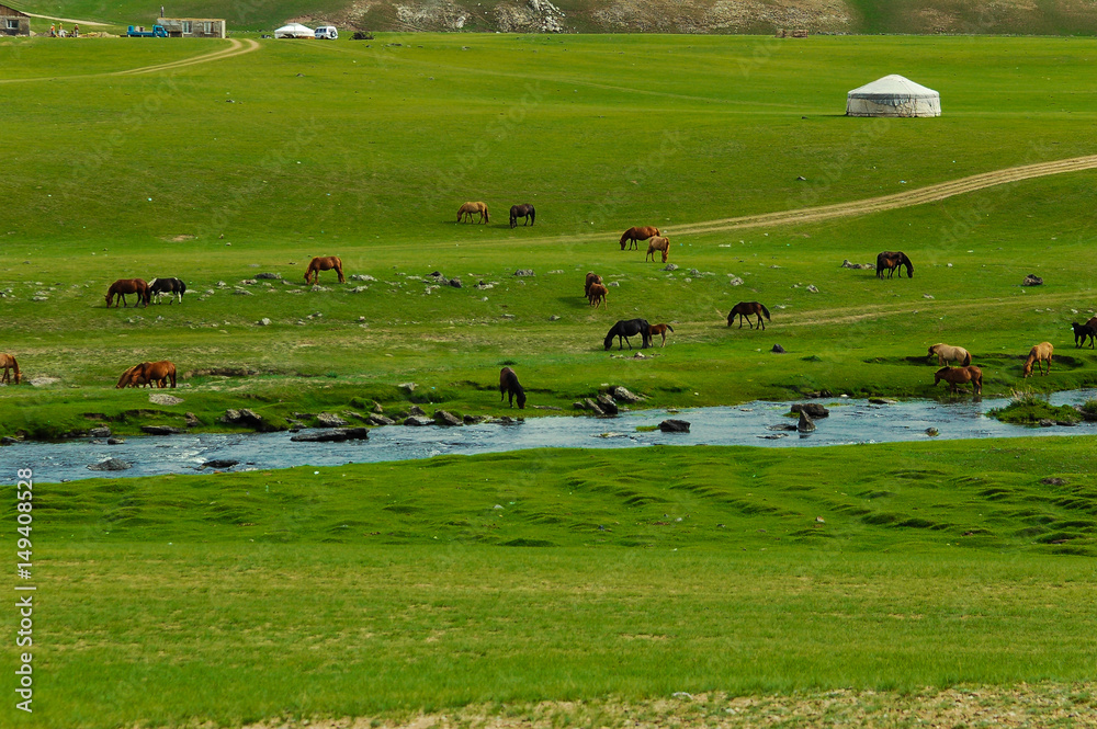 mongolian landscape with horses and yurts