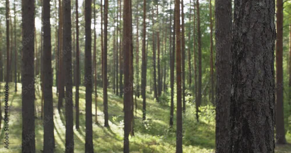pine forest in warm summer day slide movement, shot in 60fps pine forest in warm summer day slide movement, shot in 60fps