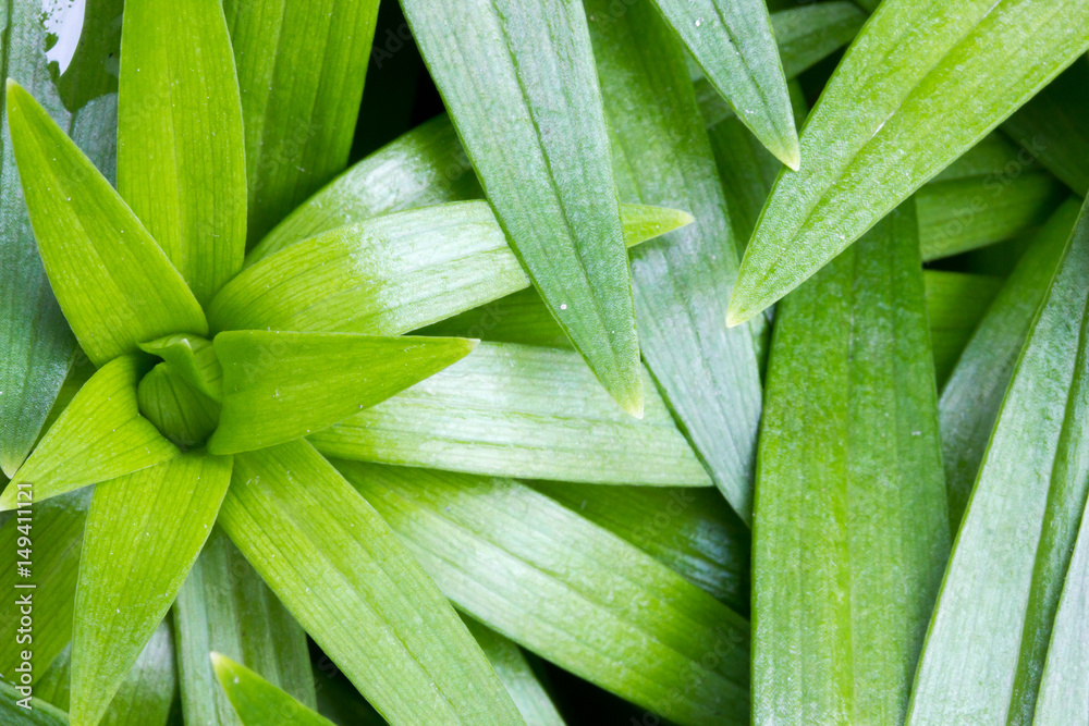 Obraz premium Lily Plant Texture 6