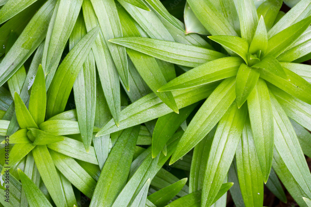 Obraz premium Lily Plant Texture 3