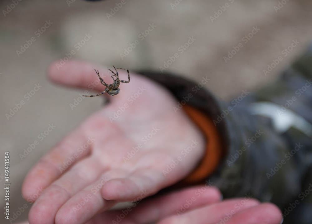 Obraz premium Паук висит на паутине над детской ладонью