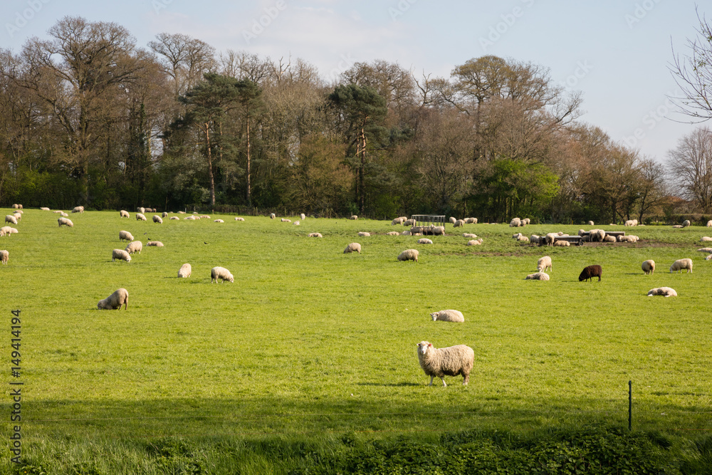 Sheep grazing on farmland in Somerset England Sheep grazing on farmland in Somerset England