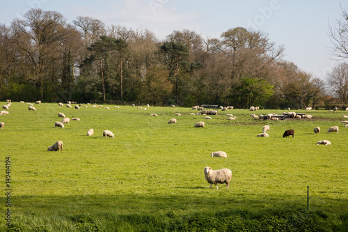 Sheep grazing on farmland in Somerset England