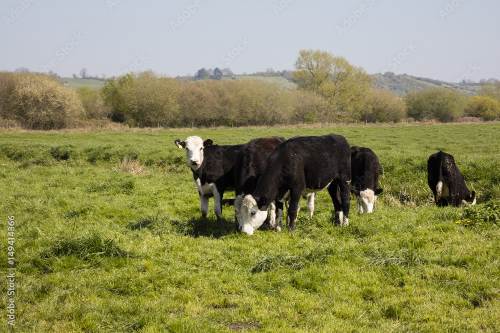 Cattle grazing in Somerset countryside England Cattle grazing in Somerset countryside England