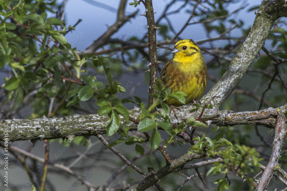 Goldammer (Emberiza citrinella)