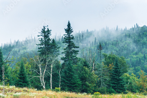 Fototapeta Naklejka Na Ścianę i Meble -  Hiking on a foggy day in Mont Tremblant National Park - Stock image