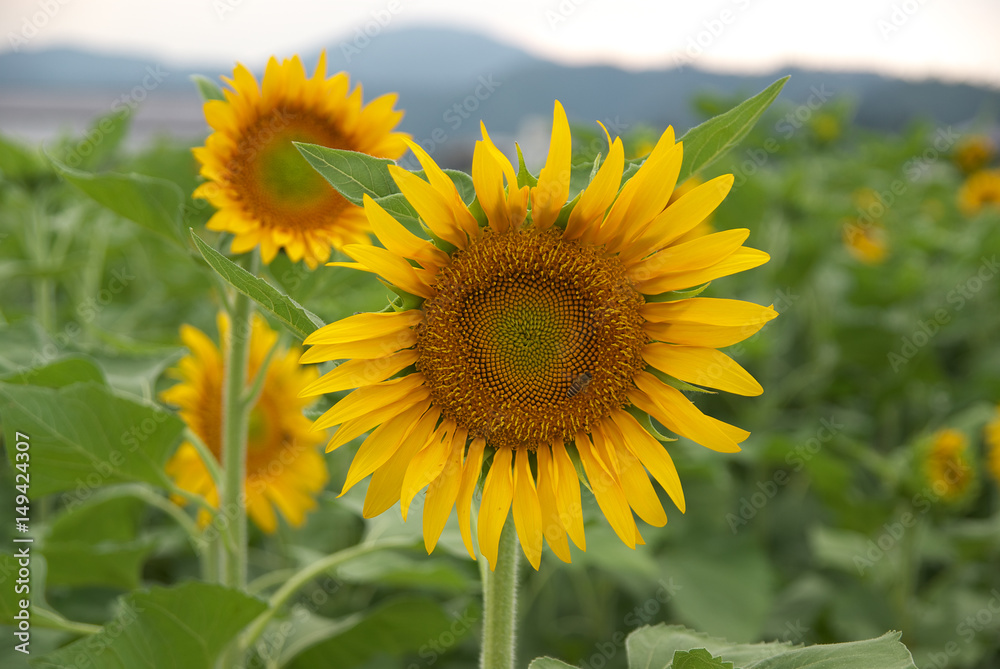 Sunflower in Yosa district, Kyoto, Japan
