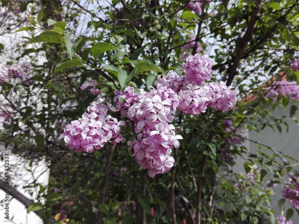 Lilac flower.
