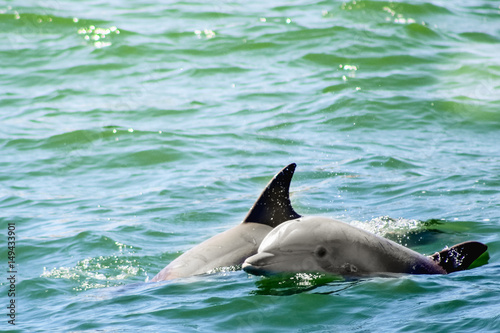 Wild Dolphin Duo
