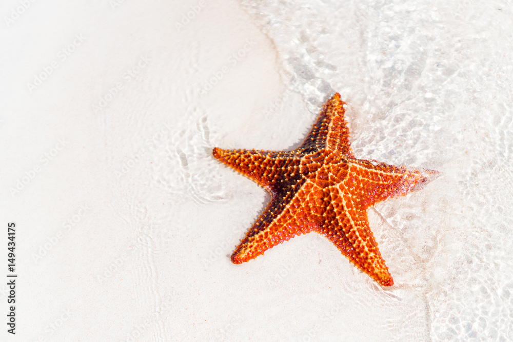 Tropical white sand with red starfish in clear water Tropical white sand with red starfish in clear water