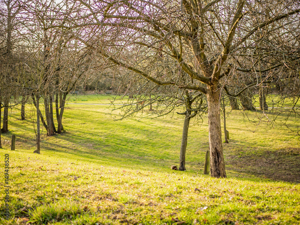 A Local Park Meadow with Fruit Trees in Winter A Local Park Meadow with Fruit Trees in Winter
