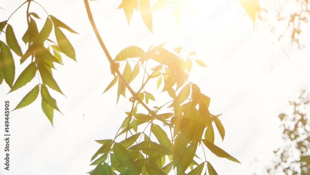Leaves of park tree moving slow on wind with bright morning sun on background Leaves of park tree moving slow on wind with bright morning sun on background