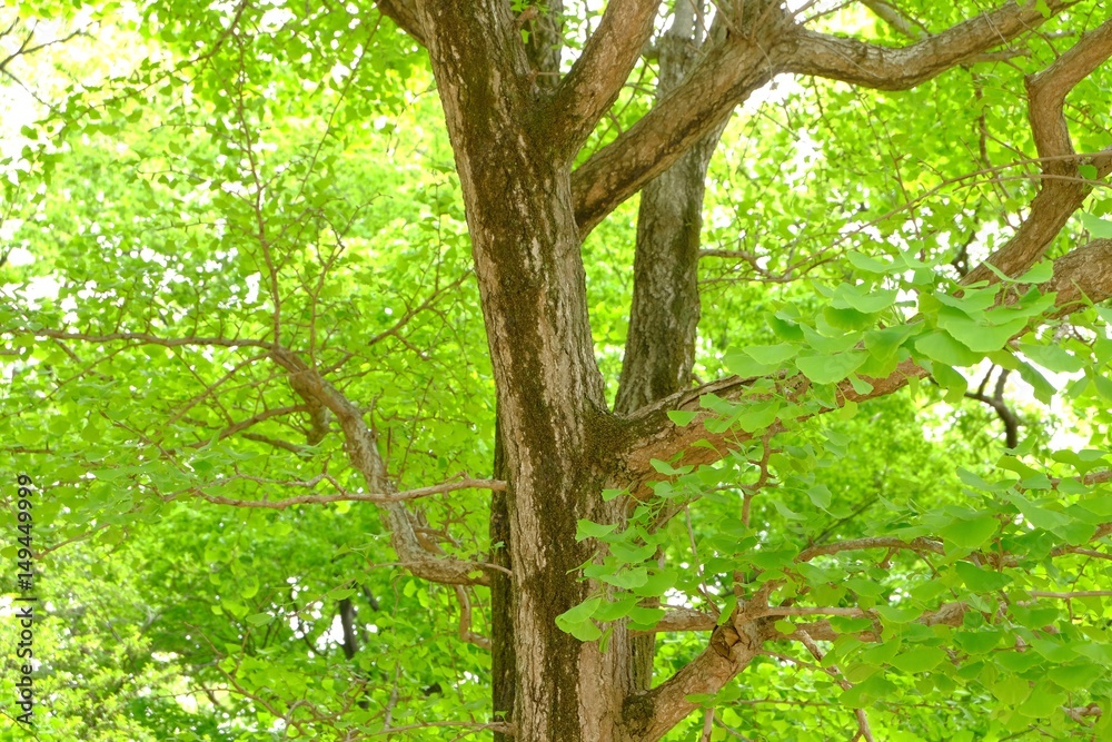 Fototapeta premium 新緑の銀杏の木
