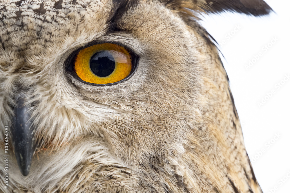 Fototapeta premium Close up portrait of an owl (Bubo bubo)