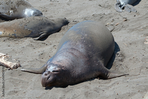 Northern Elephant Seal sunning at the Piedras Blancas Elephant Seal colony on the Central Coast of California USA