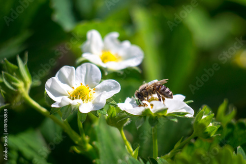 blossom strawberry with bee in the garden in springtime with sun shine