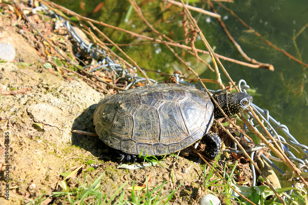 Tortoise among branches on shore of the pond. Tortoise among branches on shore of the pond.