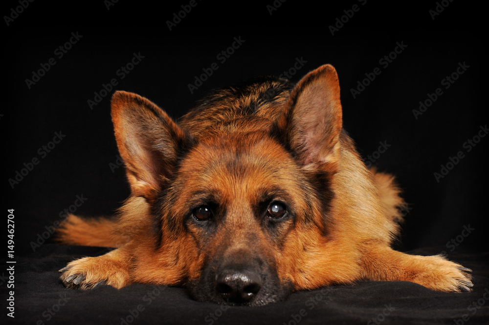 german shepherd, stockhaar, altdeutscher Schäferhund Stock Photo | Adobe  Stock