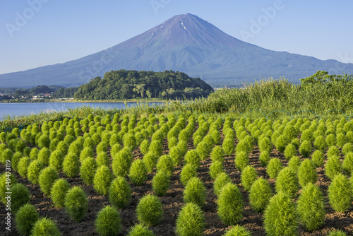 富士山と若葉のコキア畑