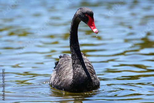 Fototapeta Naklejka Na Ścianę i Meble -  Australian Black Swan - Gold Coast, Queensland