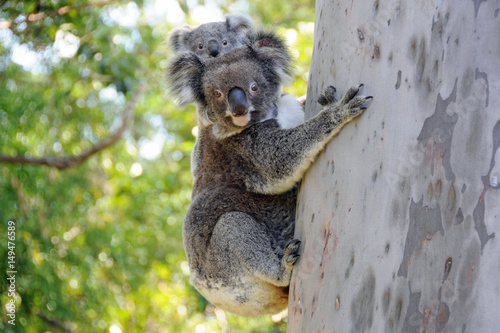 Elanora Koalas mother and joey in Gumtree, Queensland Australia photo