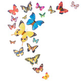 Background with colorful butterflies isolated on white background 