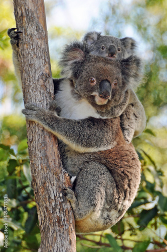 Photography Koalas mother and baby - Gold Coast, Queensland Australia