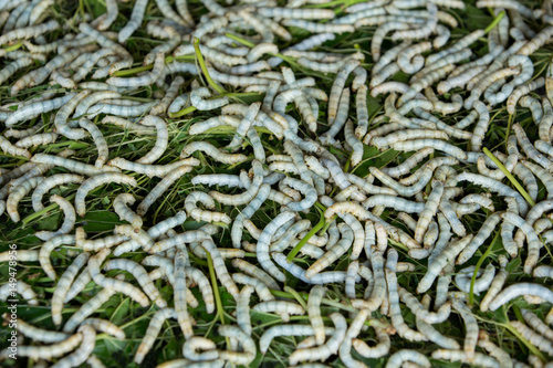 Silk Worm eating leaf Indian mulberry. Background ,Thailand