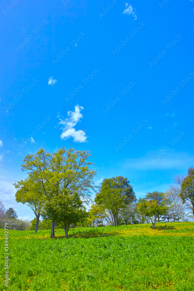 Naklejka premium 新緑の里山の風景