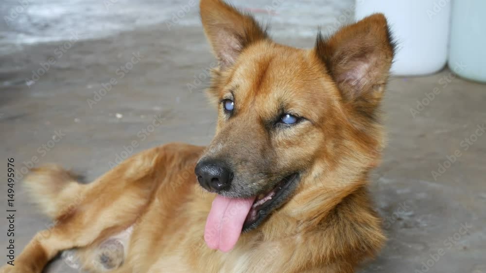 Thai breed dogs resting Thai breed dogs resting