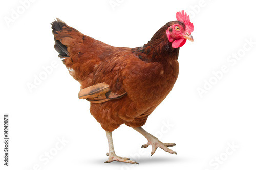 brown hen isolated on white, studio shot,chicken photo