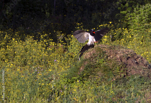 The red billed Blue Bird