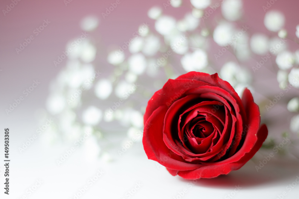 Fototapeta premium 薔薇の花