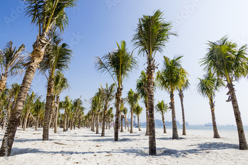 The morning view of the palm tree beach in Ha Long  Halong  bay in Quang Ninh Province  Vietnam. Southeast Asia UNESCO World Heritage Site