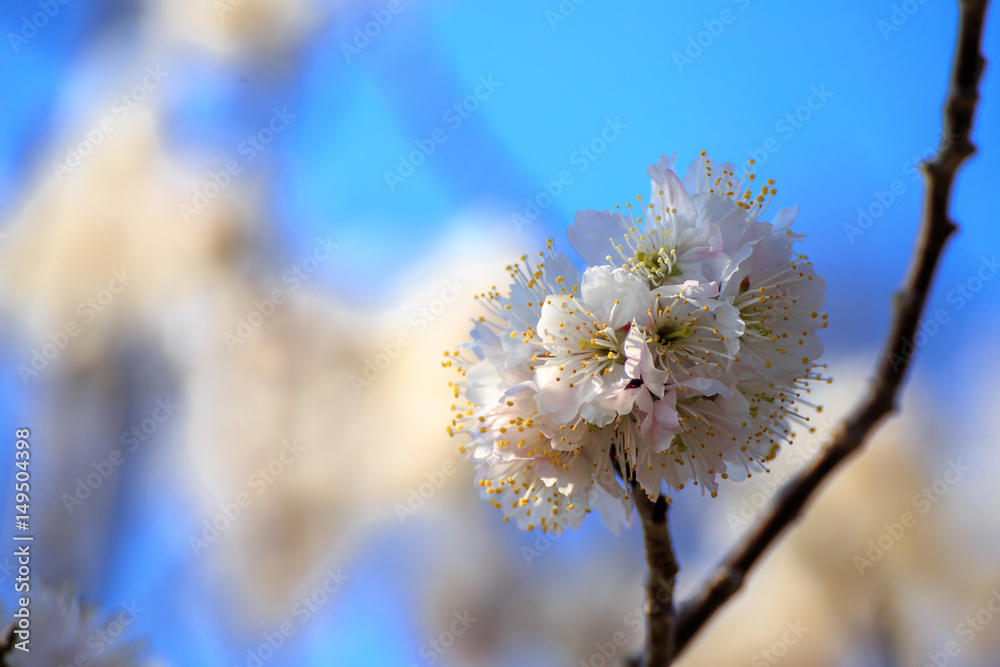 Fototapeta premium 桜の花