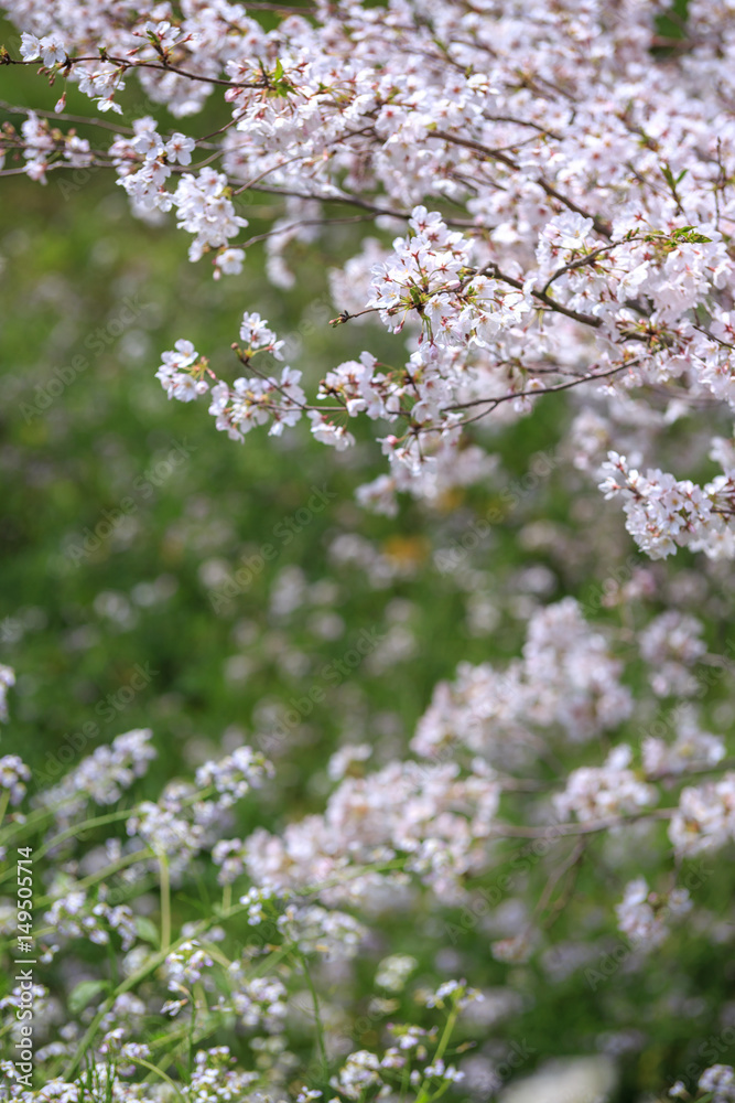 桜の花 桜の花