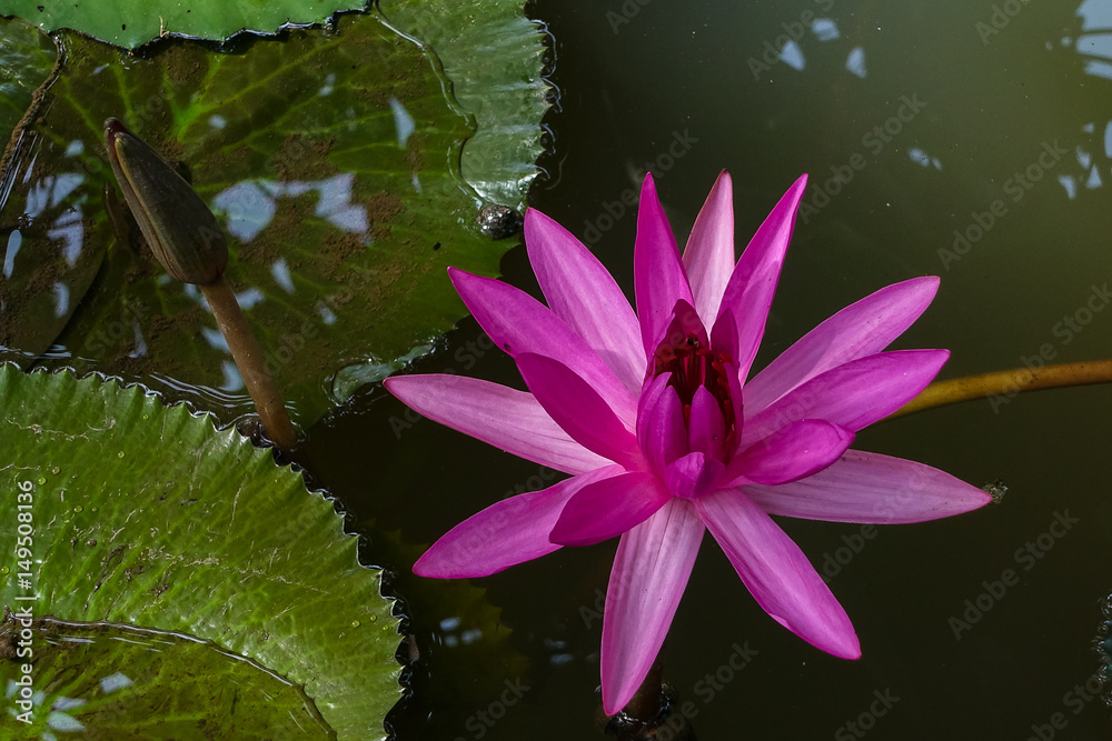 Beautiful waterlily or lotus flower in the pond Beautiful waterlily or lotus flower in the pond
