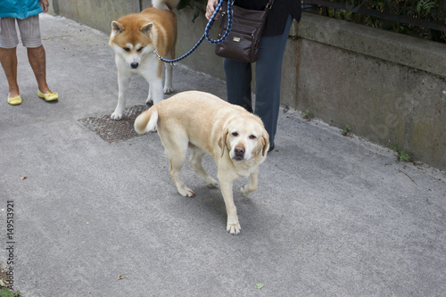 ラブラドールと秋田犬