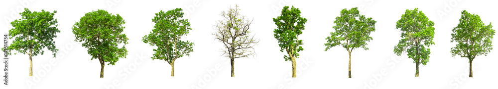 trees isolated on white background, tree collections isolated, tree objects