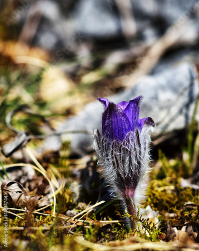 Pulsatilla montana