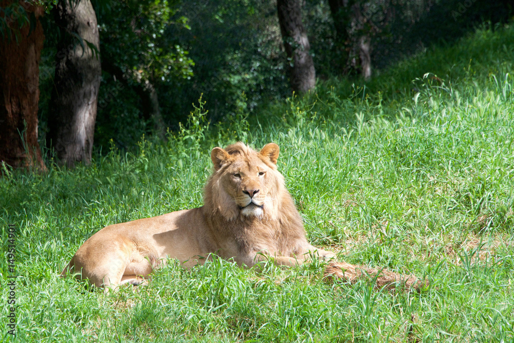 One young male lion laying in green grass looking to viewers right. One young male lion laying in green grass looking to viewers right.