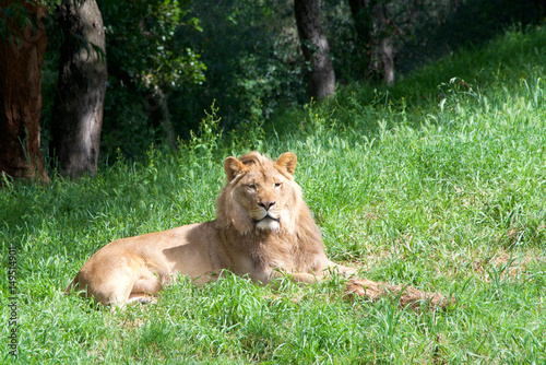 One young male lion laying in green grass looking to viewers right.